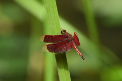 Neurothemis taiwanensis
