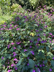 Impatiens textorii