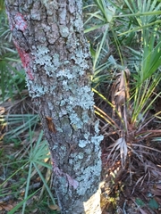 Herpothallon rubrocinctum