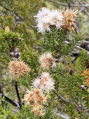 Melaleuca sieberi