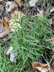 Diphasiastrum complanatum