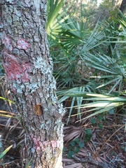 Herpothallon rubrocinctum