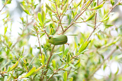 Xylonichus eucalypti