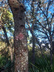 Herpothallon rubrocinctum