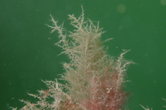 Hydrozoa