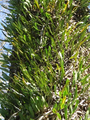 Microgramma mortoniana