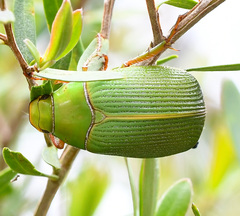Xylonichus eucalypti