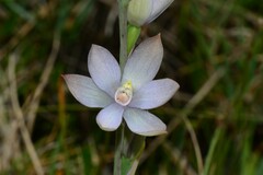 Thelymitra epipactoides