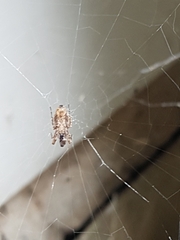 Philoponella congregabilis