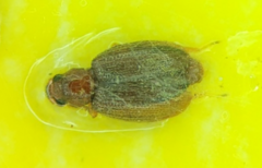 Latridiidae