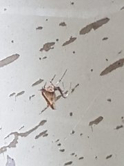 Philoponella congregabilis