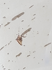 Philoponella congregabilis