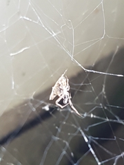 Philoponella congregabilis