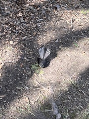 Rhipidura fuliginosa placabilis