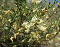 Astragalus mulfordiae