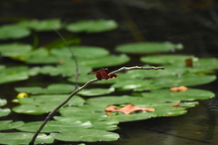 Neurothemis taiwanensis