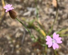 Petrorhagia nanteuilii