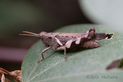 Xenocatantops brachycerus