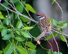 Passer montanus