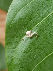 Thomisoidea