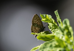 Leptotes plinius