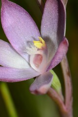 Thelymitra epipactoides