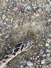 Dasypeltis scabra