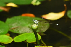 Pseudocopera ciliata