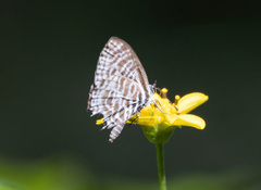 Leptotes plinius