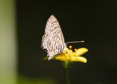 Leptotes plinius