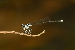 Pseudocopera ciliata
