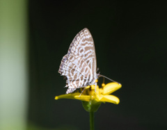Leptotes plinius