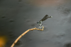 Pseudocopera ciliata