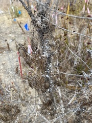 Rhopalomyia floccosa