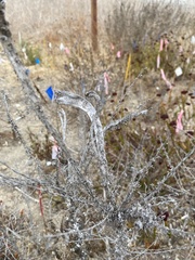 Rhopalomyia floccosa