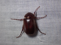 Melolonthinae