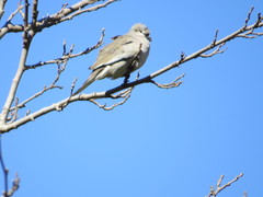 Columbina picui