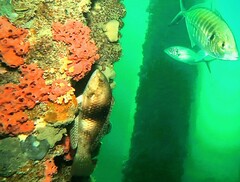 Notolabrus tetricus