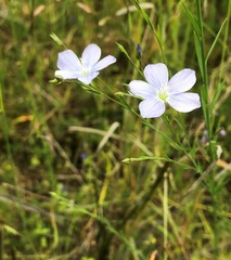 Linum marginale