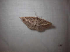 Taxeotis perlinearia