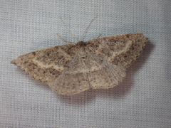 Taxeotis perlinearia