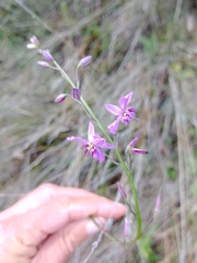 Arthropodium