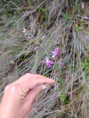 Arthropodium