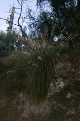 Ampelodesmos mauritanicus