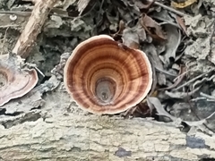 Microporus xanthopus