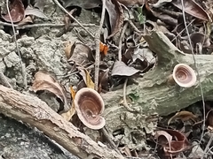 Microporus xanthopus