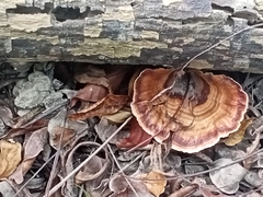 Microporus xanthopus