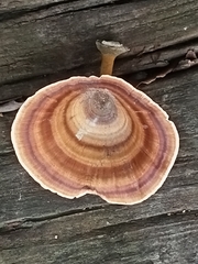 Microporus xanthopus