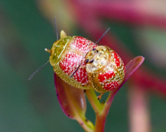 Paropsisterna fastidiosa