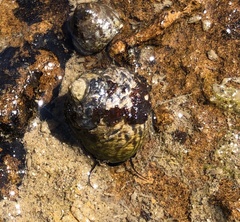 Austrocochlea porcata